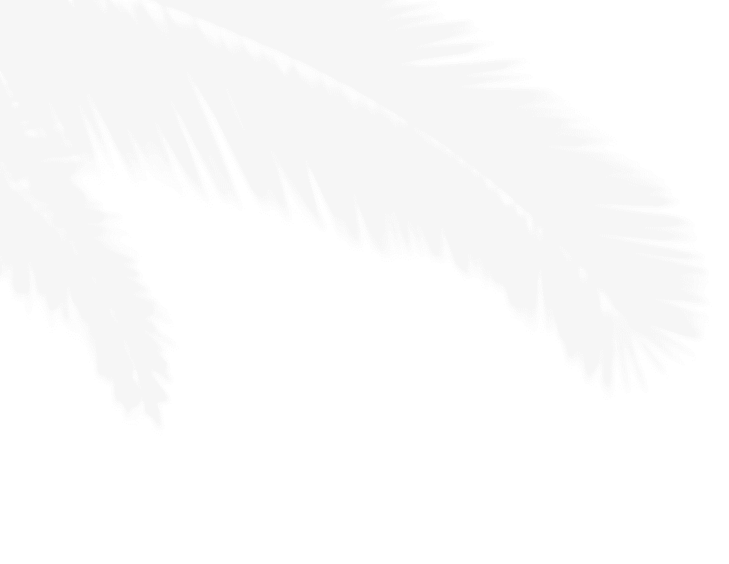 Liście palmy, rośliny tropikalne, naturalne motywy przyrody, egzotyczny krajobraz, zielony liść, dekoracja roślinna, inspirowane naturą, zielony akcent, liście do aranżacji, flora tropikalna.